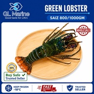 [Wholesales][Premium Grade] GL MARINE Green Lobster 青龙虾 [ Size : 800/1000/EKOR ]