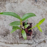 ANGGREK DENDROBIUM DEWASA