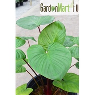 <Greenheavenz> Garden Plant Homalomena Rubescens Rare Live Plant Pokok Hidup 千年健属