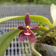 [Species] Phalaenopsis cornu-cervi "Red" Orchid