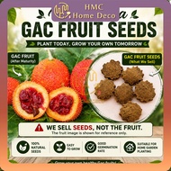 Momordica Gac Fruit Seeds 10 Seeds Biji Buah Gac Benih Pokok Gac 木鳖果种子