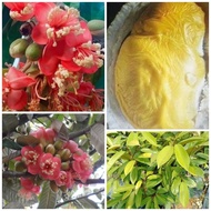 Pokok Buah Durian Bunga Merah kawin