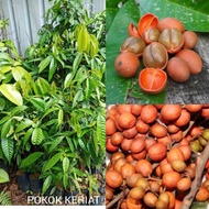 Pokok Keriyat Polibeg / Khiyat / Pokok Nadir / Sekiat / Kiat