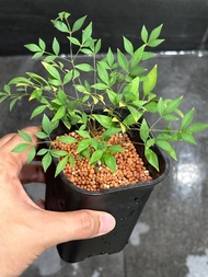 Nandina Domestica Bamboo Plant 南天竹 植物 盆栽