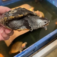 Dbt centrata size sub adult diamondback terrapin mainan anak