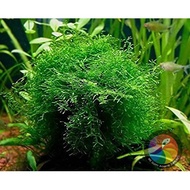 Java Moss 10*10cm Box