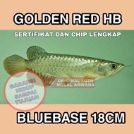Dijual Arwana Golden red HB BLUEBASE -18Cm Limited