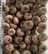 Bibit umbi porang super siap tanam bibit unggul ( 1 kg isi 10-15 biji )