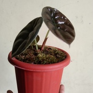 tanaman hias alocasia cuprea tengkorak