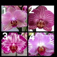 Phalaenopsis Hybrid - 2.5' pot ( No Flower )