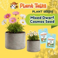 Plant Talks Dwarf Mixed Cosmos Flower Plant Seed Ornamental Plants Seeds