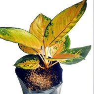 Aglaonema Sultan Brunai (Tanaman Hias Aglonema, Sri Rejeki, Chinese