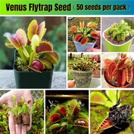 50pcs Venus Flytrap Plant Seed for Sale 捕蝇草 Bunface Potato Carnivorous Plants Dionaea Muscipula Red 