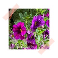 (GG real plant) mini petunia ^ hanging Pokok hidup hiasan rumah gantung live indoor houseplant kebun