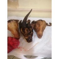 Fresh full Goat head 1.5kg/ halal .we can cut into pieces if you want.