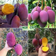 🔥RARE🔥 POKOK MANGGA IRWIN HYBRID / Irwin Mango Tree / Purple Mango / Mangga Ungu / Mangifera Indica 