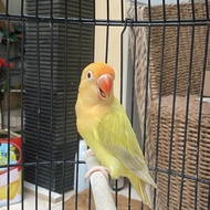 Lovebird biola pf pb euwing