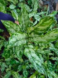 Aglaonema Silver King with FREE white plastic pot, pebbles and garden soil (Live plant and Indoor plant)