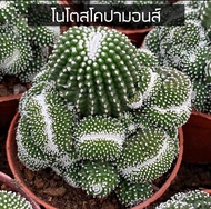 [ถูกที่สุด]แคคตัสโนโตสโคปามอนส์ โทรส สายพันธุ์นี้ต้นนิ่มนะครับ cactus succulent กระบองเพชร ไม้อวบน้ำ