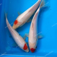 bibit ikan koi tancho koi india size 18-22 cm