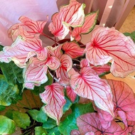8Types Rare Plant Caladium Bicolor Seeds Bonsai Plant Seeds for Garden Decoration/50pcs