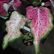 Keladi Tembikai (caladium watermellon) -RARE