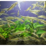 Ikan Hias SAE Aquascape / Siamese Algae Eater woblti 3429kx