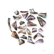 Paua Abalone Shell Unpolished Abalone Shell Abalone Shell by Kharisma Batok Indonesia
