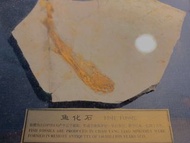😍遠古生物化石 魚化石 Fish Fossil  喜歡收藏藝術品😆藝術品擺設