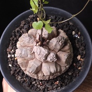 深裂老龜) 南非龜甲龍 9cm 有根  連 花盆  塊根 植物 盆栽 非象牙宮 Plants  caudex 禮物  gift👑 9年老店