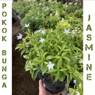 pokok bunga jasmine thai