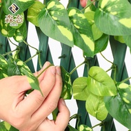 Retractable Fence Fence Simulation Plant Wall Artificial Green Plant Wall Fake Leaves Outdoor Fence 