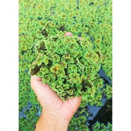 Tanaman Azolla Baja/Makanan tumbuhan dan haiwan ternakan