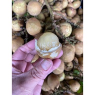 Buah Longan brazil Segar & Manis , Brazilian longan fruit Fresh & Sweet,巴西 龙眼 新鲜&甜美