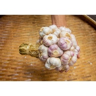 กระเทียมไทยกลีบม่วง 500 กรัม ครึ่งกิโลกรัม กระเทียมม่วงศรีสะเกษ คัดพิเศษThai Garlic : 500 g