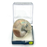 Madagascar Ammonite Fossil 967