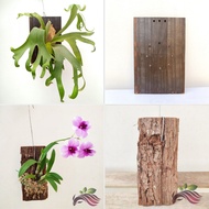 Wood Board for Mounting Plants Orchid Board Platycerium/Staghorn/Fern Mounting Board by LS Group