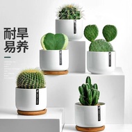 Cactus Cactus Potted Plant Indoor Flowers Computer Desktop Green Plant Small Potted Plant Cute Succu