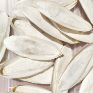 4pcs size 13-14cm Dried White Cuttlefish Bone Pure Natural Squid Shell Cuttlefish Bone Export Qualit