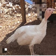 AYAM KALKUN PUTIH DEWASA BETINA SIAP PRODUKSI