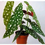 Begonia Polkadot begonia totol