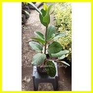 ☢ ❏ ▦ Multibranch Ficus Benghalensis Audrey
