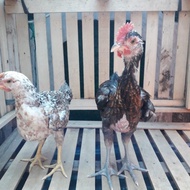 Sepasang Ayam Pelung Terbaik Asli Cianjur (2 Bulan) Terbatas