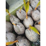 Bibit Kelapa Kelapa Gading Orange/Bahan Bonsai Kelapa Berkualitas