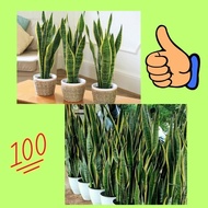 Tanaman Lidah Mertua Hidup, Tanaman Lidah Mertua Jumbo, Tanaman Lidah Mertua Jumbo Super