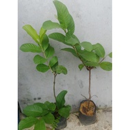 anak pokok jambu batu lohan