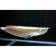 ikan arwana silver red brazil 15-16 cm