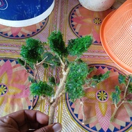 MINIATURE diorama MODEL TREE