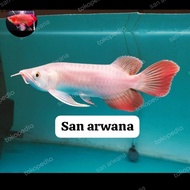 Kualitas Terjamin Ikan Arwana Super Red King Chili Red Sr Chili King