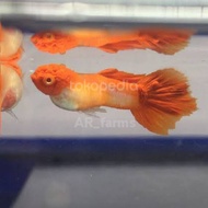 Guppy hias albino koi gen king koi/ikan hias aquarium